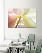 Obraz Zoom orchidea 1752